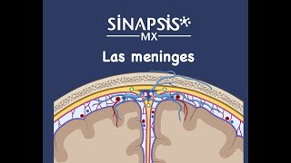 Las meninges [upl. by Coralie530]