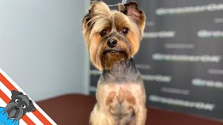 Mastering Yorkshire Terrier Grooming  Unleashing Style and Elegance [upl. by Howarth81]