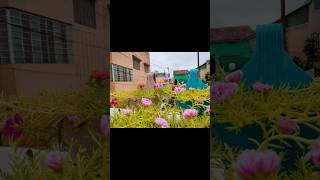 shorts ytshorts viral trending youtubeshorts portulaca portulacaflower plantsDIYgardening fy [upl. by Yasmin]