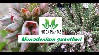 LINDO MONADENIUM GUENTHERI [upl. by Eloc]