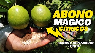 ABONO ORGÁNICO PARA TUS CÍTRICOS 🌿 PLANTAS SANAS Y CON MUCHOS FRUTOS [upl. by Nauqyaj517]