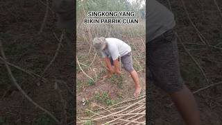 KASESA PRIMADONA YANG MULAI TERLUPAKAN shorts subscribe fyp viralvideo petani [upl. by Imailiv158]