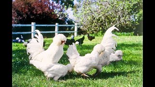 Galline Ornamentali le 10 razze più belle [upl. by Arakaj157]