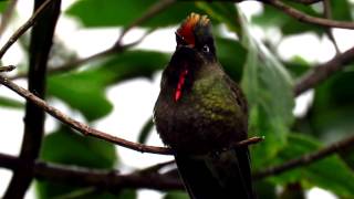 Rainbowbearded thornbill Chalcostigma herrani Parque Los Nevados Central Andes Aves de Paramo [upl. by Anaed]