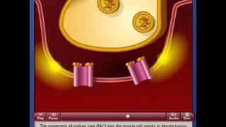 Function of Neuromuscular Junction [upl. by Johnsson]