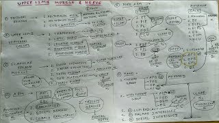 All Upper Limb Muscles and Nerve Supply  2  TCML Anatomy [upl. by Yahs]