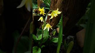 Enticing Erythronium Pagoda a delicate yet hardy partial shade loving perennial [upl. by Nirik]