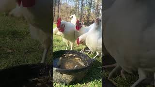 Beautiful Day to be a Chicken chickens bresse homestead [upl. by Eelynnhoj469]