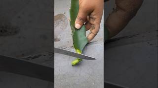 Dragon Plant Ki Konsi Cutting Best Hai Fast Fruit Lane Ke Liyegardening garden viral shortsfeed [upl. by Divaj367]