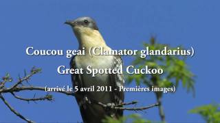 Coucou geai Clamator glandarius  Great Spotted Cuckoo [upl. by Doreen731]