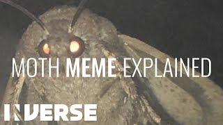 Why Moths Are Attracted To Light  Inverse [upl. by Helene271]