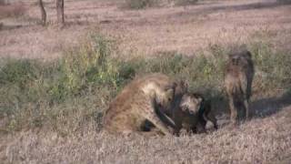 Spotted Hyenas also have cute cubs [upl. by Essam]