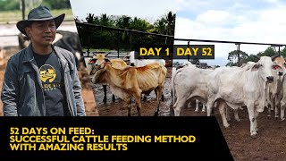 52 DAYS ON FEED SUCCESSFUL CATTLE FEEDING METHOD WITH AMAZING RESULTS [upl. by Ellesirg518]