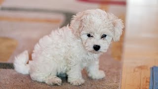 The Affectionate Bichon Frise A Perfect Family Pet [upl. by Engedi]