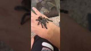 Pink toe tarantula [upl. by Lateh]