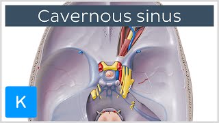 Cavernous Sinus  Location Drainage amp Function  Human Anatomy  Kenhub [upl. by Kandy]