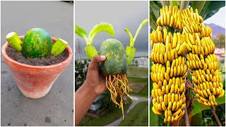 How to grow banana tree from banana fruit in papaya  creative explained [upl. by Llednor]