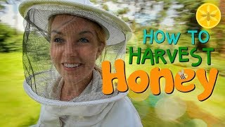 How to Harvest Honey  Beekeeping with Maddie 12 [upl. by Evelunn434]