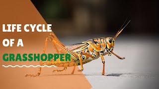 Life cycle of a grasshopper for kids animation Science for elementary school students [upl. by Esertal]