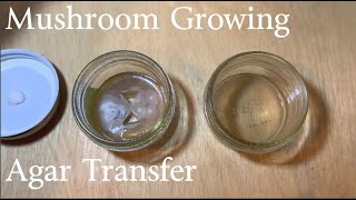 Mushroom Growing  Agar Transfer [upl. by Anatolio]