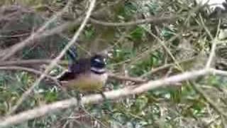 New Zealand Fantail native bird singing [upl. by Ayahsey]