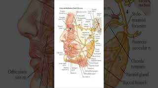 Loss of Lacrimation amp Cranial NerveQuestion 42SVNIRTAR MPT 2022 Paper Solution with Explanation🧑‍🏫 [upl. by Weinrich]