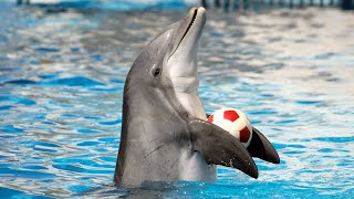 Dolphin Show in Dubai FULL VIDEO  Sea Worlds Dolphin Show Live [upl. by Aiblis]