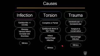 SonoWorld Acute Scrotal Pain [upl. by Lulita]