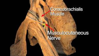 Funky Anatomy PASS YOUR EXAMS The Anterior Arm  Anatomy Tutorial [upl. by Bernardi620]