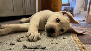 Puppy Cam LIVE  Lunchtime Dining with DASHER the Lab Puppy [upl. by Lillywhite324]