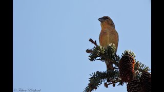 chant de bec croisés des pinpins [upl. by Lonne746]