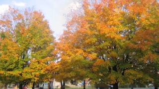 Taizé  Laudate Omnes Gentes [upl. by Novihs491]