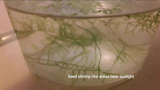 How to Culture Seed Shrimp or Ostracods [upl. by Salem]