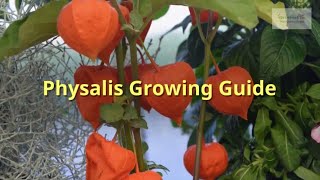 How to Grow Goldenberries Physalis peruviana in Containers  on the Balcony  From Seed to Harvest [upl. by Jeffy]