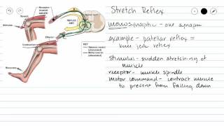 Monosynaptic Reflex [upl. by Bronnie]