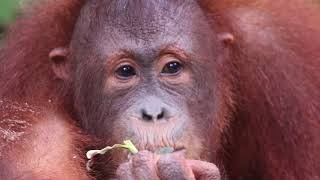 The Orangutans of Borneo  Sepilok Orangutan Rehabilitation Centre [upl. by Gore363]