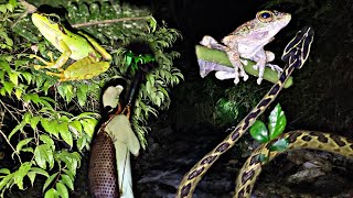 Searching For Seasonal Frog At Night  Arunachal Pradesh  India🇮🇳 [upl. by Kciregor193]