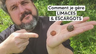 Comment jarrive à gérer LIMACES et ESCARGOTS au potager 🐌 [upl. by Chi]