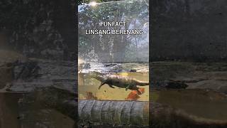 LINSANG DIKEJAR MALING🤣linsanganimalsbandungzoofunnyvideofunnyvideos animalshortanimallover [upl. by Henke]