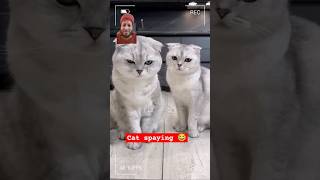 Meow Meowcatcatmeow catsound meowmoew trynotolaughchallenge shorts Sonyakisa8 [upl. by Yolanthe]