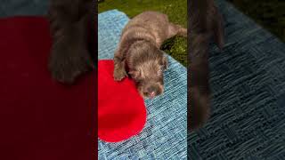 Meet Boris puppy dachshund cute lovemydachshund dachshundmom [upl. by Schroer]