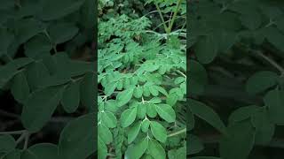 ytshorts nature shortvideo shorts shortsvideo [upl. by Nirred]