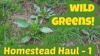 Wild Greens Homestead Haul 1 with dandelion cleavers plantain dock cress and rocket mustard [upl. by Merrill]