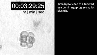 Timelapse video of fertilized sea urchin egg developing to bastula [upl. by Atirb220]