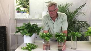 Propagating Pothos from Cuttings [upl. by Aikas]