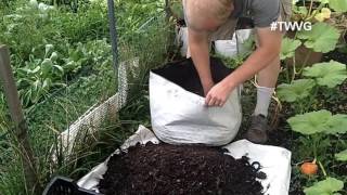 Potatoes in a big grow bag [upl. by Jeniffer]