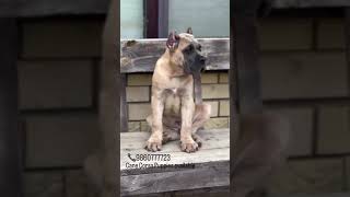 Cane Corso Puppies For Sale [upl. by Naldo]