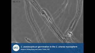 Fungal hyphae induce spore germination and growth of a strictly anaerobic bacterium [upl. by Akenihs]