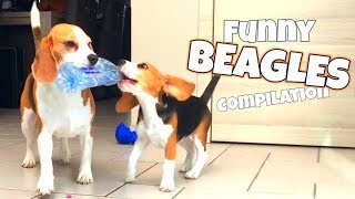 THE ULTIMATE FUNNY BEAGLE COMPILATION  Louie and Marie The Beagles [upl. by Chitkara]