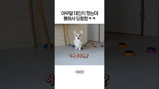 강아지가 평소에 말 많이 하는 이유😂 [upl. by Napoleon959]